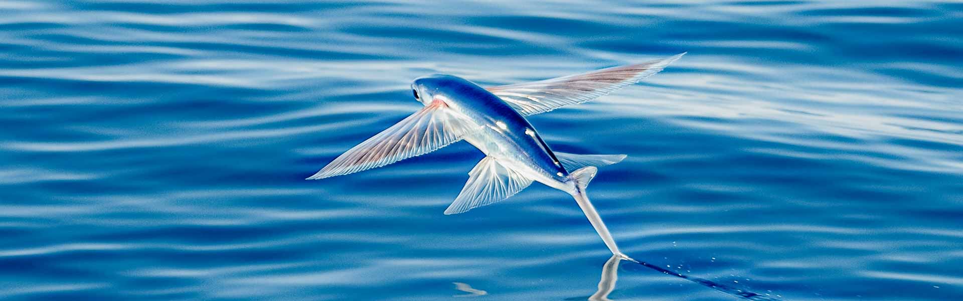 The Red Sea Flying Fish